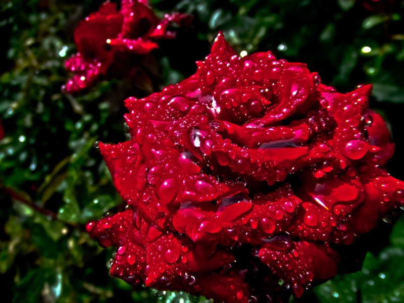 dew-rose_web