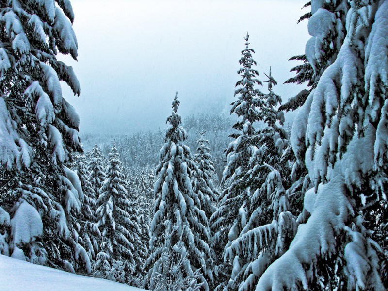 snow-covered-trees_web