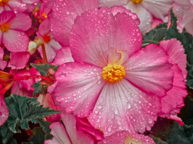 wild-rose-dew_web